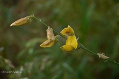 Crotalaria juncea
